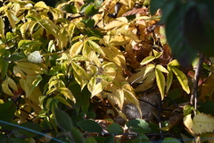 Clematis alpina sibirica