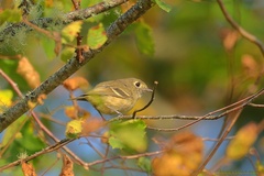 Vireo huttoni