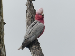 Eolophus roseicapilla