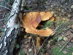 Gymnopilus junonius