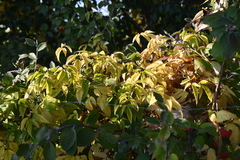 Clematis alpina sibirica
