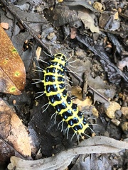 Achelura yunnanensis