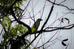 Psilopogon haemacephalus