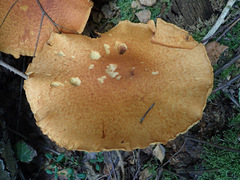 Gymnopilus junonius