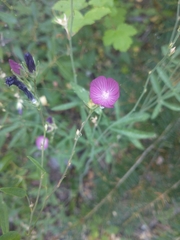 Sidalcea