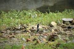 Motacilla maderaspatensis