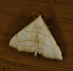 Macrochilo absorptalis