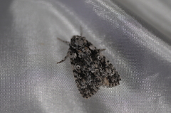 Acronicta marmorata