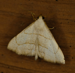 Macrochilo absorptalis