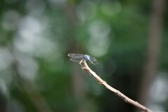 Potamarcha congener