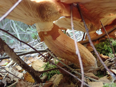 Gymnopilus junonius