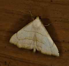 Macrochilo absorptalis