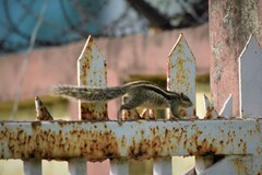 Funambulus pennantii