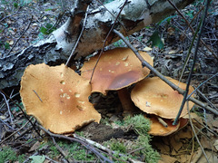 Gymnopilus junonius