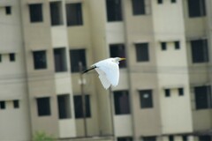 Ardea intermedia
