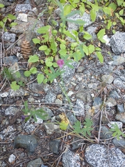 Sidalcea
