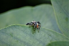 Thyene imperialis