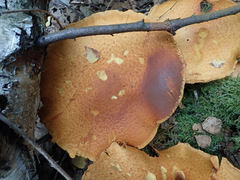 Gymnopilus junonius