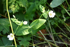 Cerastium davuricum