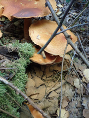 Gymnopilus junonius