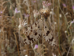 Palpares libelluloides