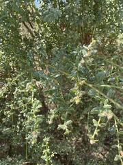 Baccharis pilularis