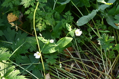 Cerastium davuricum
