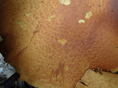 Gymnopilus junonius