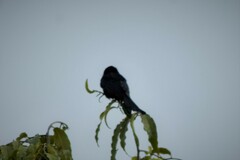 Dicrurus leucophaeus