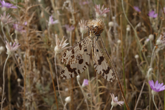 Palpares libelluloides