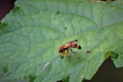 Polistes stigma