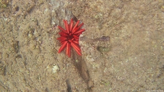 Heterocentrotus mamillatus
