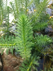 Myriophyllum aquaticum