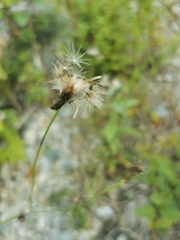 Crepidinae