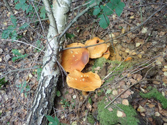Gymnopilus junonius