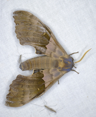 Pachysphinx modesta