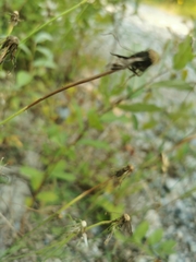 Crepidinae