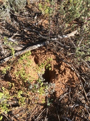 Tachyglossus aculeatus