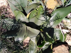 Brunsvigia orientalis