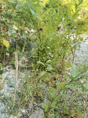 Crepidinae