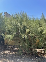 Baccharis pilularis