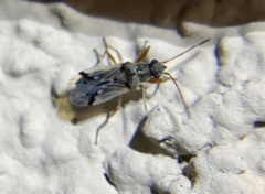 Pseudopachybrachius