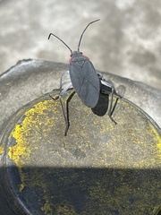 Jadera haematoloma