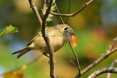 Vireo huttoni