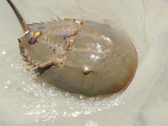 Limulus polyphemus