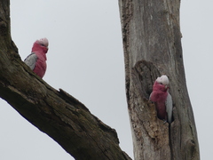 Eolophus roseicapilla