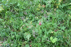 Geranium platyanthum