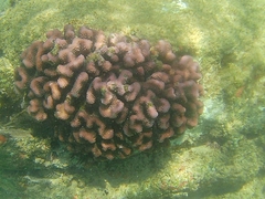 Pocillopora