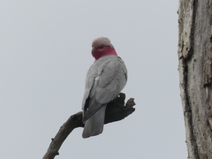 Eolophus roseicapilla