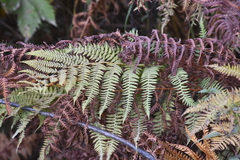 Athyrium distentifolium